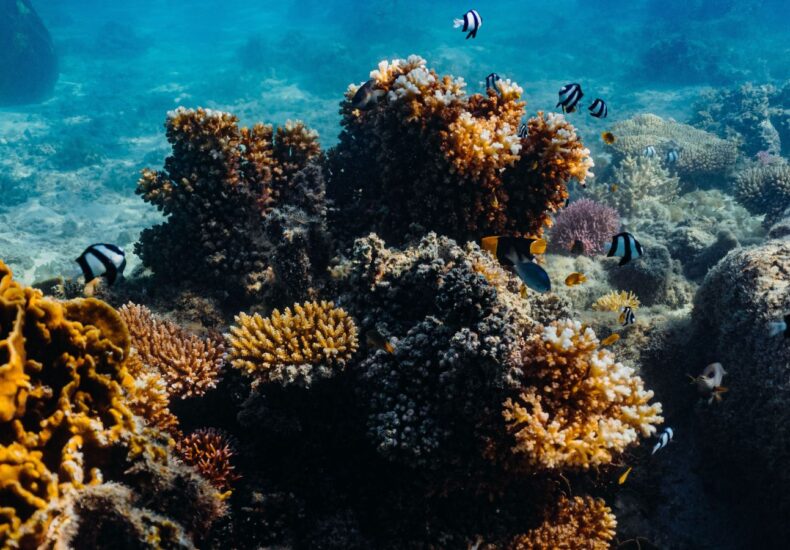 Exploring Reef Resilience Through the Science of Coral Adaptation