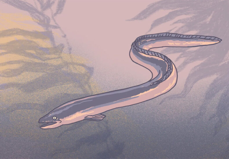 Are Eels Snakes or Fish? Here’s the Scientific Answer