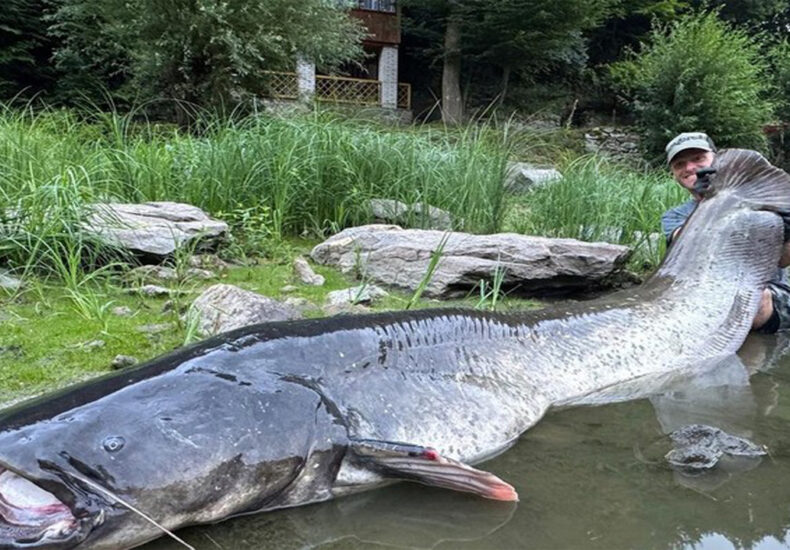Man Wins Epic Battle Against Giant Catfish the Size of a Cow