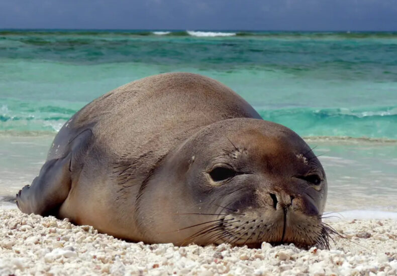 Unique Facts About Seals That Can Sleep While Diving