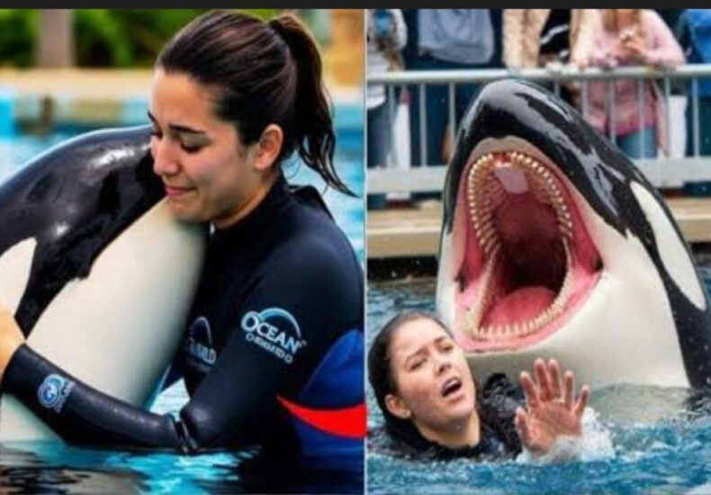 Viral “Jessica Radcliffe Orca Attack” Video — The Truth Behind the Shock Clip