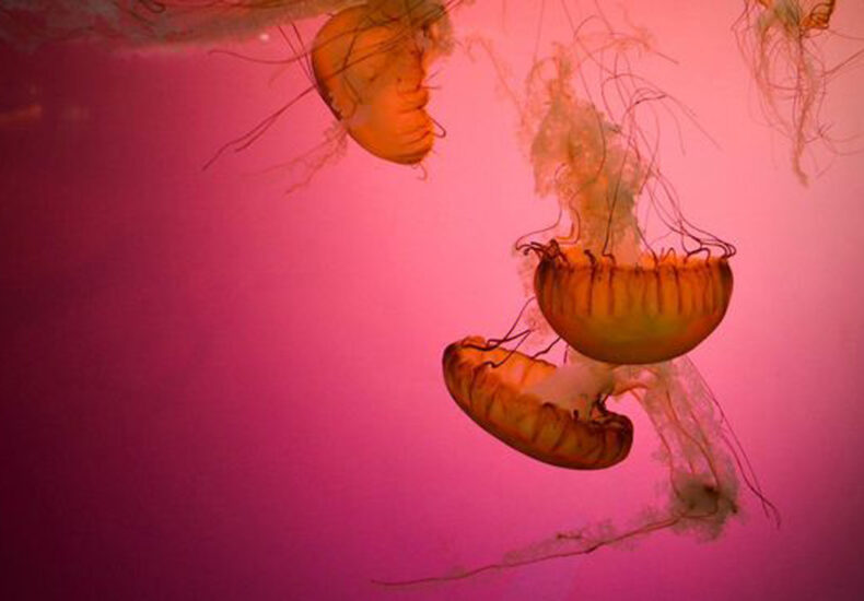 Rare Cannibal Jellyfish Invades Texas Beaches, Visitors Issued Warnings