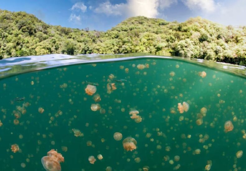 Visiting Palau’s Jellyfish Lake Felt Like Entering a Living Dream