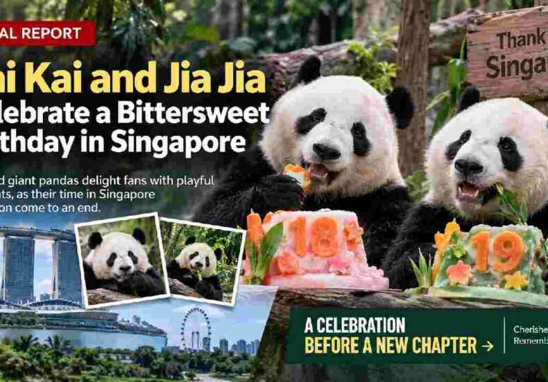 Kai Kai and Jia Jia Celebrate a Bittersweet Birthday in Singapore